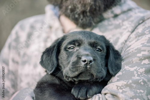 Labrador retriever puppy of black color on the hands. Soft focus.