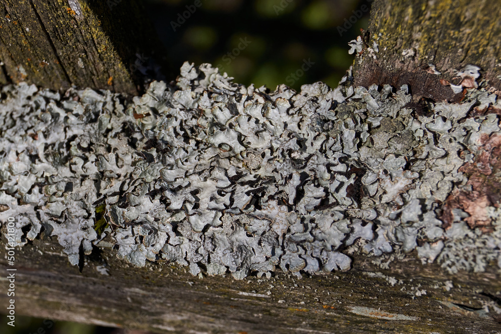 Parmelia sulcata (lat. Parmelia sulcata) type of lichen genus