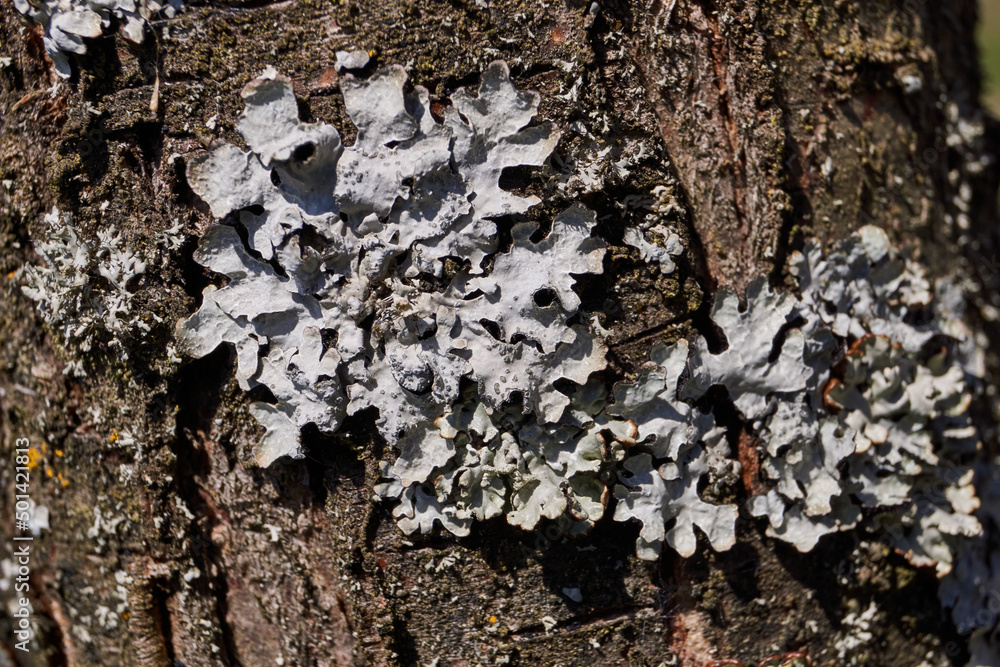 Parmelia sulcata (lat. Parmelia sulcata) type of lichen genus