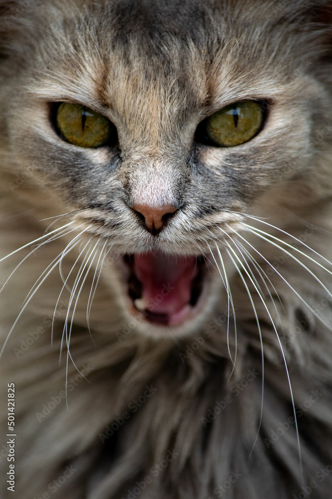 Fototapeta premium Retrato de un gato atigrado