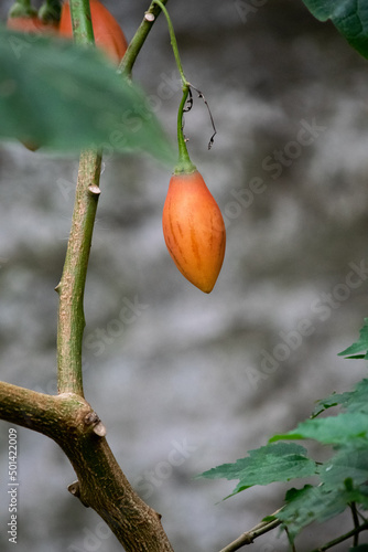
Solanum betaceum. Chilto o tomate de árbol, tomate de campo o tamarillo.