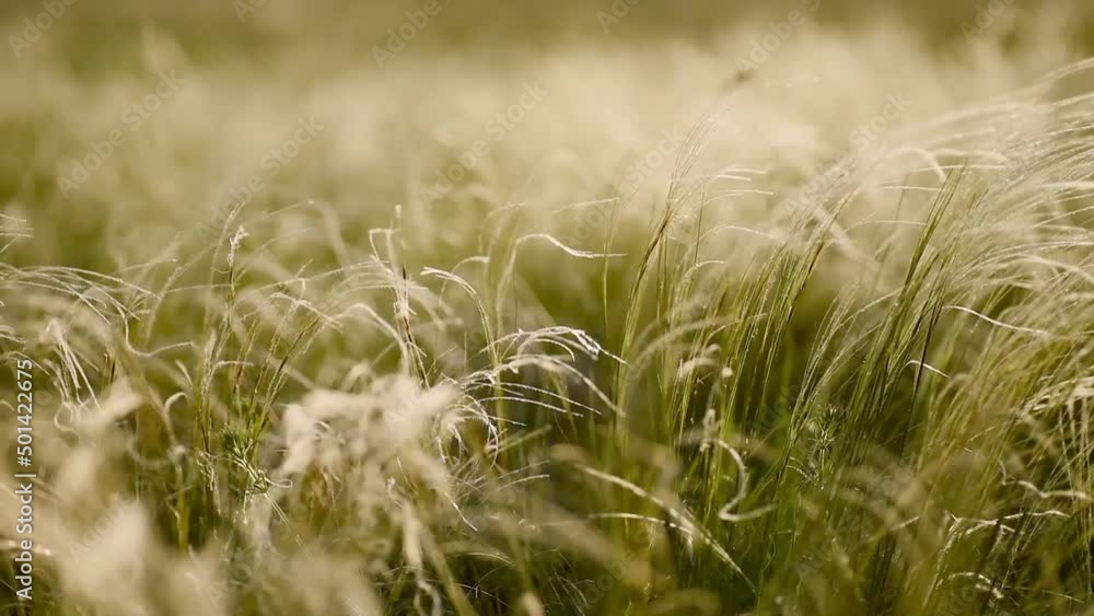 Wild feather grass swaying in the wind. Green grass with white fluffy feather. Sunny warm day. selective focus. Wild feather grass swaying in the wind. Green grass with white fluffy feather. Sunny warm day. selective focus.