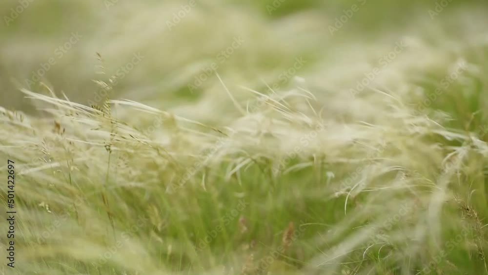Wild feather grass swaying in the wind. Green grass with white fluffy feather. Selective focus. Wild feather grass swaying in the wind. Green grass with white fluffy feather. Selective focus.