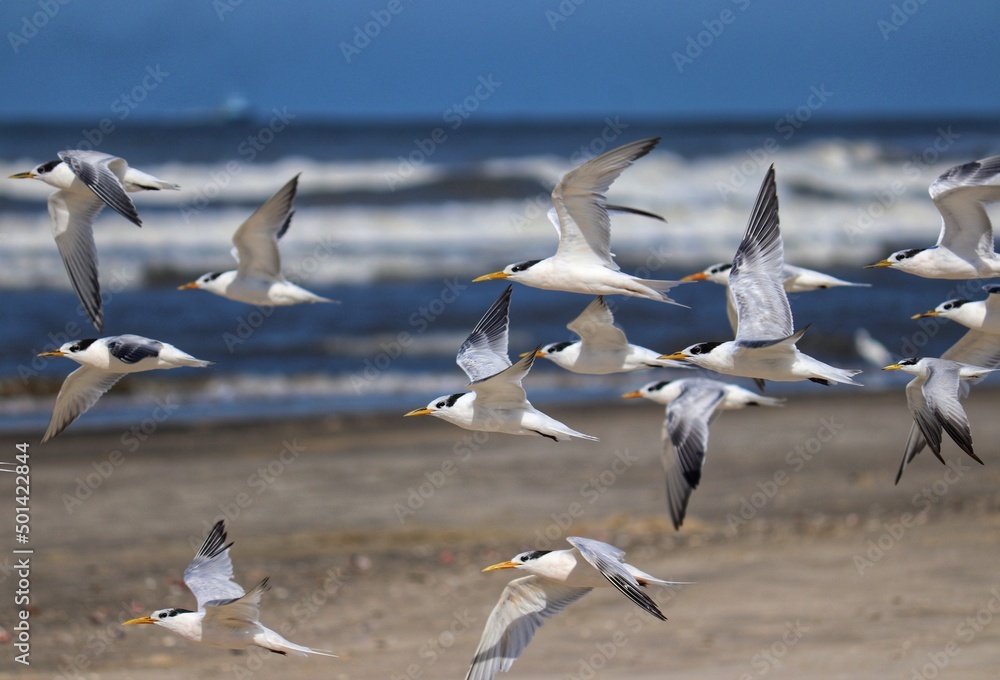 The beauty of Cabot's terns found in Barra de Tramandaí in Rio Grande do Sul, Brazil. The beauty of Cabot's terns found in Barra de Tramandaí in Rio Grande do Sul, Brazil.