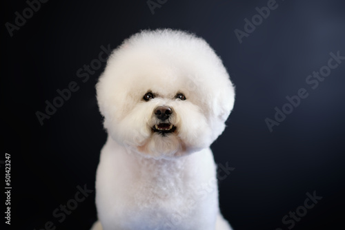 Canvastavla Portrait of a white bichon frise dog on a black background