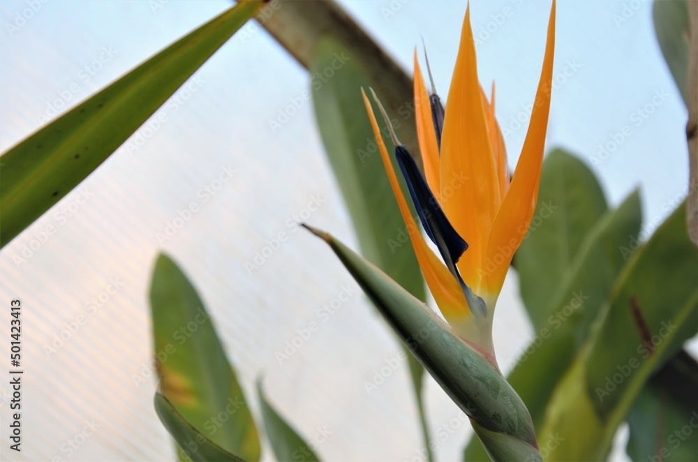 Obraz premium Strelitzia is a herbaceous perennial beautiful unusual plant. Interesting orange flower as a bird of paradise