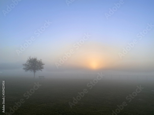 Foggy day at park with tree and bench at sunrise