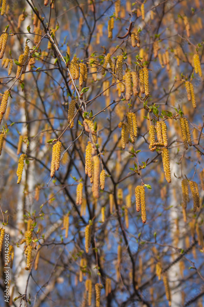 Spring seasonal birch flowering background with densely catkins. Birch sunny blooming forest with pollen flowers. Spring background.