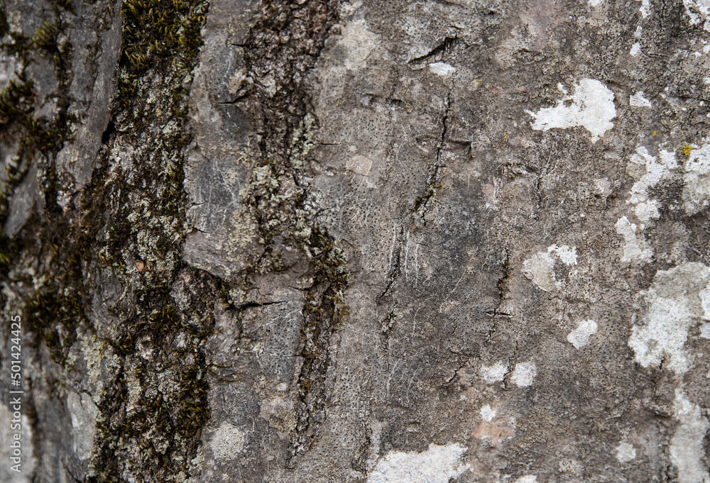 Close bark tree texture, natural wooden background. Close bark tree texture, natural wooden background.