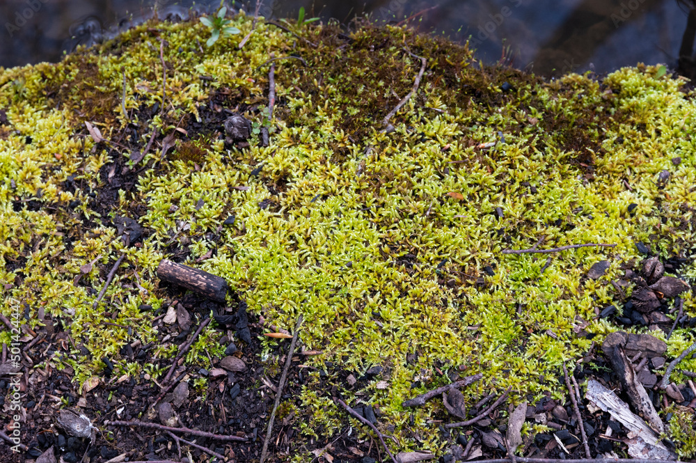 Natural green moss background. Moss texture. Natural green moss background. Moss texture.