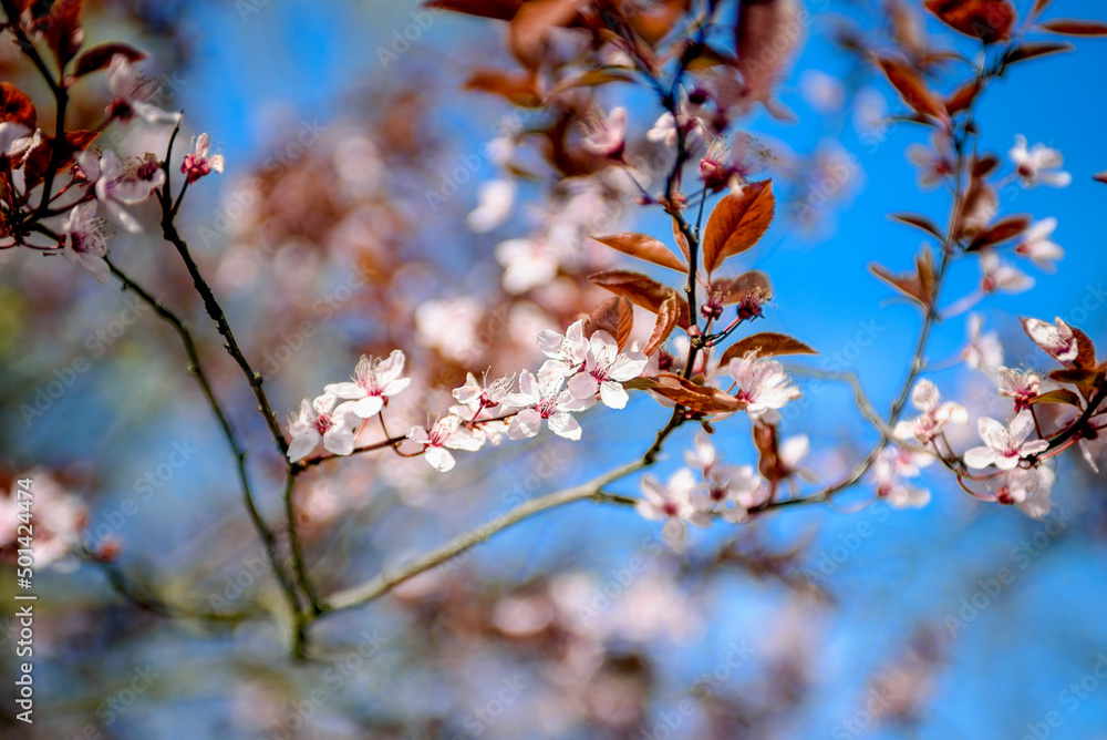 Blooming fruit trees. Blooming cherry flowers close up. spring background. Blooming fruit trees. Blooming cherry flowers close up. spring background.