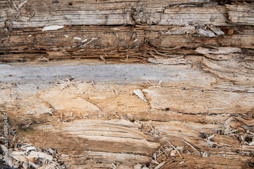 Close tree wooden texture, natural wooden background.