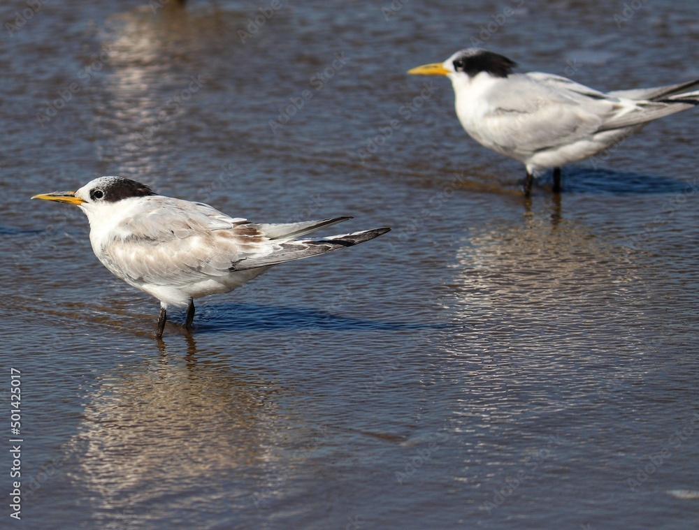 The beauty of Cabot's terns found in Barra de Tramandaí in Rio Grande do Sul, Brazil. The beauty of Cabot's terns found in Barra de Tramandaí in Rio Grande do Sul, Brazil.