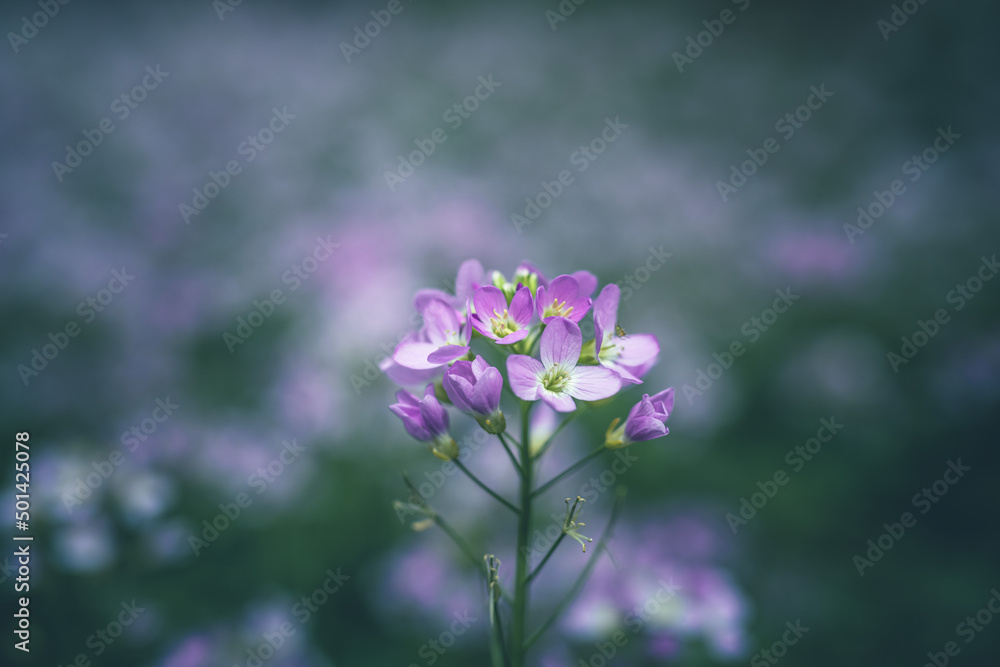 cuckoo flower purple wildflower in the meadow cuckoo flower purple wildflower in the meadow