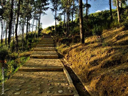 camino y arboles en cerro © HENRY_11