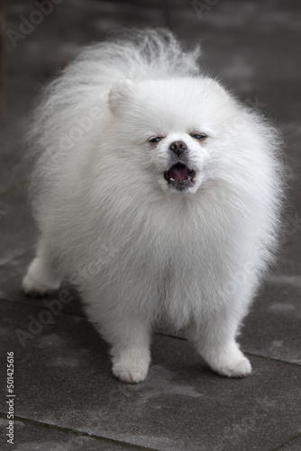 White Spitz. Dog of small breed. Long white fur. Thoroughbred pet. Funny puppy. Breed for an apartment. Expensive dog breeds. Female dog.