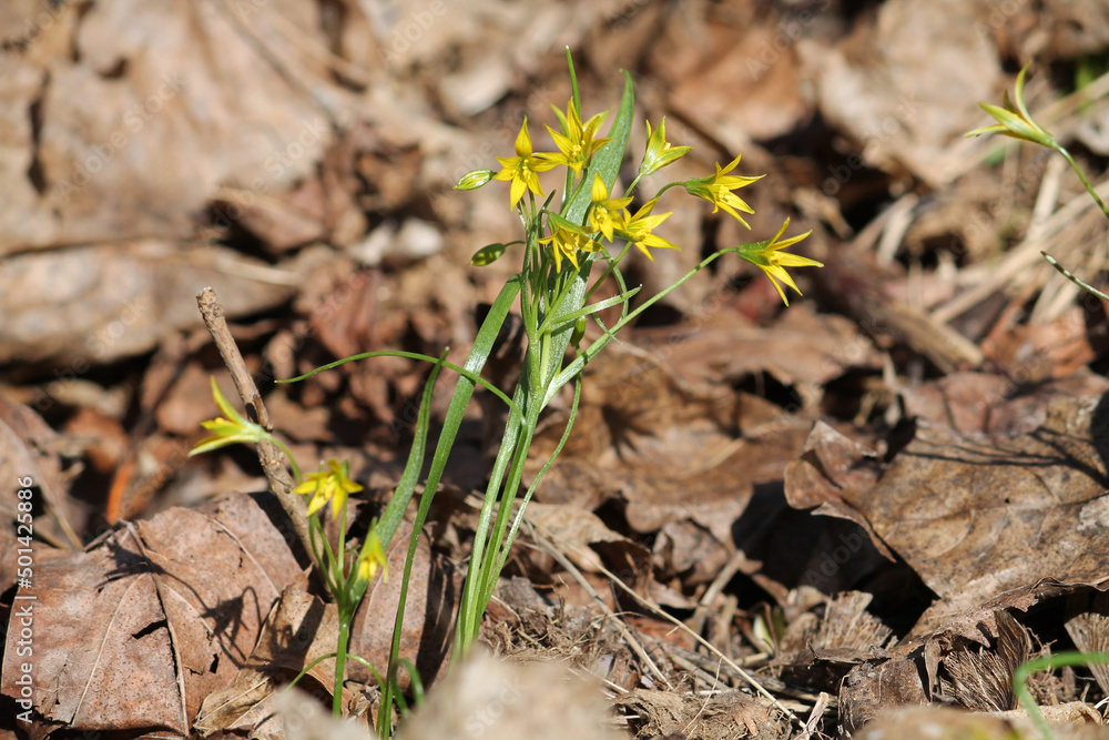 Flowering least gagea (Gagea minima) plant in wild. April, Belarus Flowering least gagea (Gagea minima) plant in wild. April, Belarus