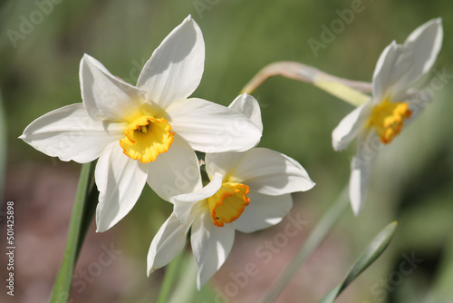 Three white daffodils flowers close-up in garden. April  Belarus