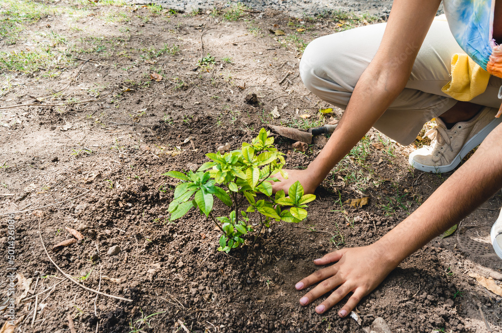Fototapeta premium unrecognizable brunette woman crouching planting a tree