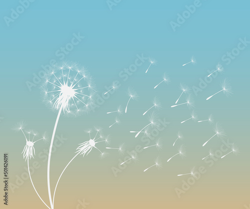 Vector illustration of dandelion time. White Beautiful Dandelion seeds blowing in the wind. The wind inflates a dandelion isolated in editable background.