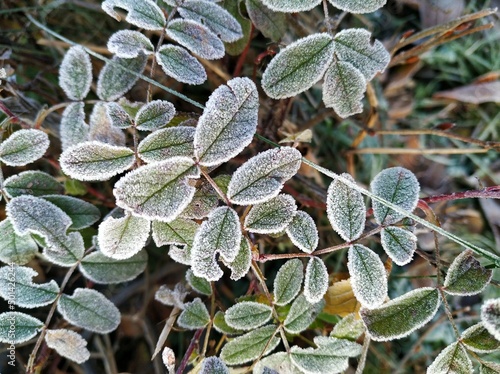frost on leaves