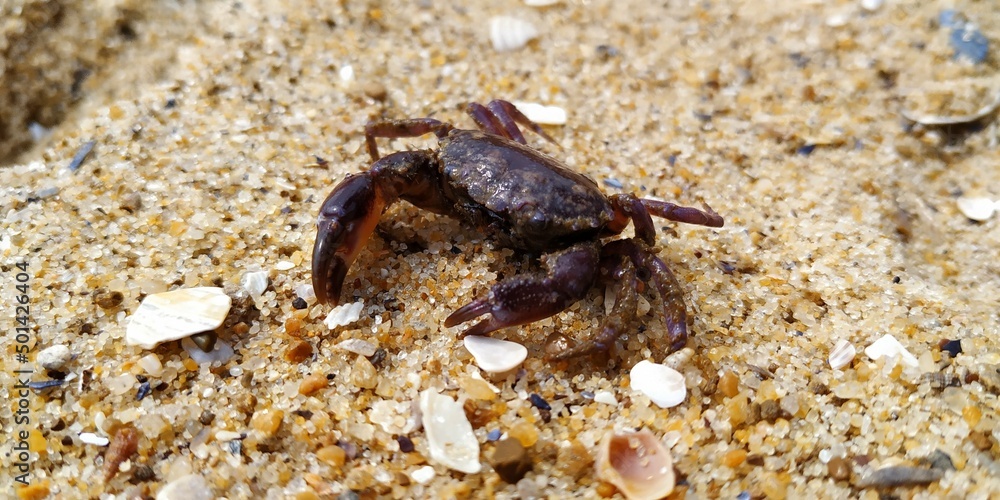 crab on the beach