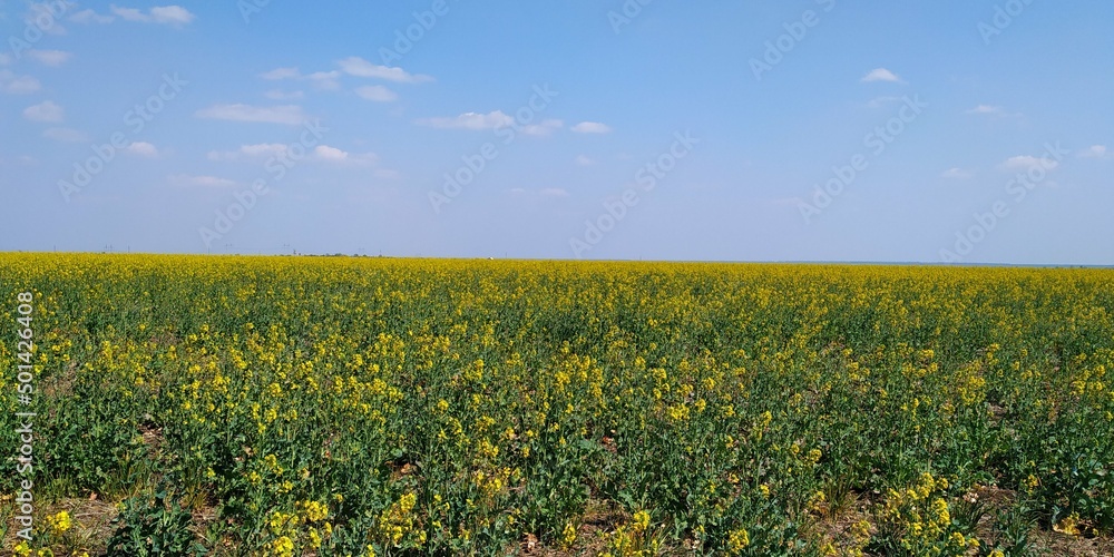 field of yellow flowers