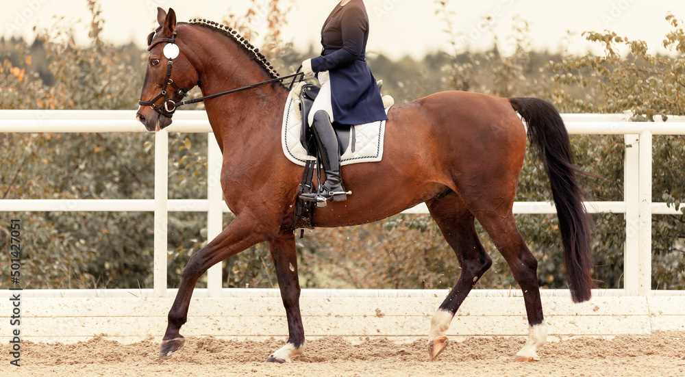 Classic Dressage horse in the test. Trot strengthening suspension phase. Equestrian sport. Sports stallion in the bridle. The leg of the rider in the stirrup. Equestrian competition show Classic Dressage horse in the test. Trot strengthening suspension phase. Equestrian sport. Sports stallion in the bridle. The leg of the rider in the stirrup. Equestrian competition show