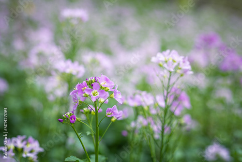 cuckoo flower purple wildflower in the meadow