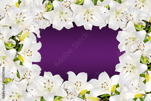 Lilium candidum Madonna or white lily flowering picture frame on purple color gradient background copy space