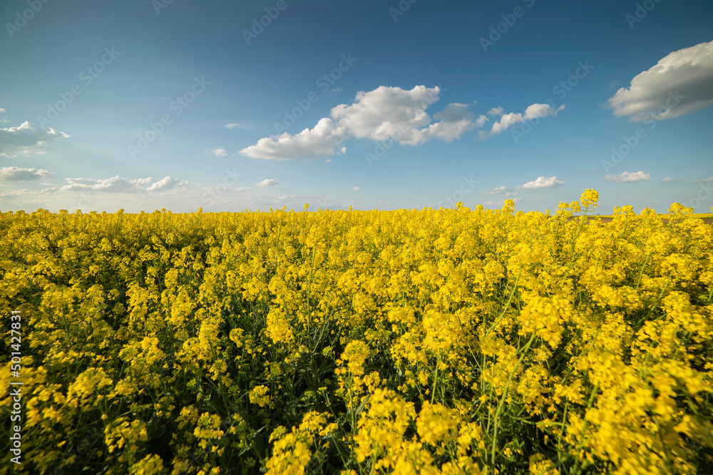 Fototapeta premium Yellow rapeseed field at the sunset. Sunlight illuminates yellow canola