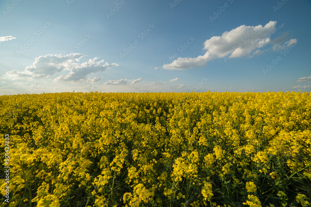 Yellow rapeseed field at the sunset. Sunlight illuminates yellow canola