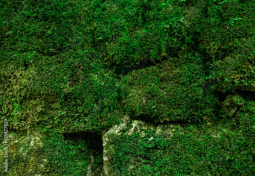 Green moss on the stone