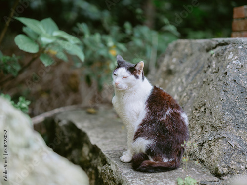 竹富島の猫