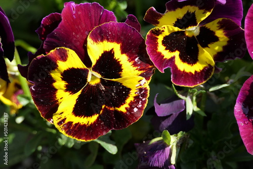 Lovely coloured pansy with purple red and yellow fresh spring colours