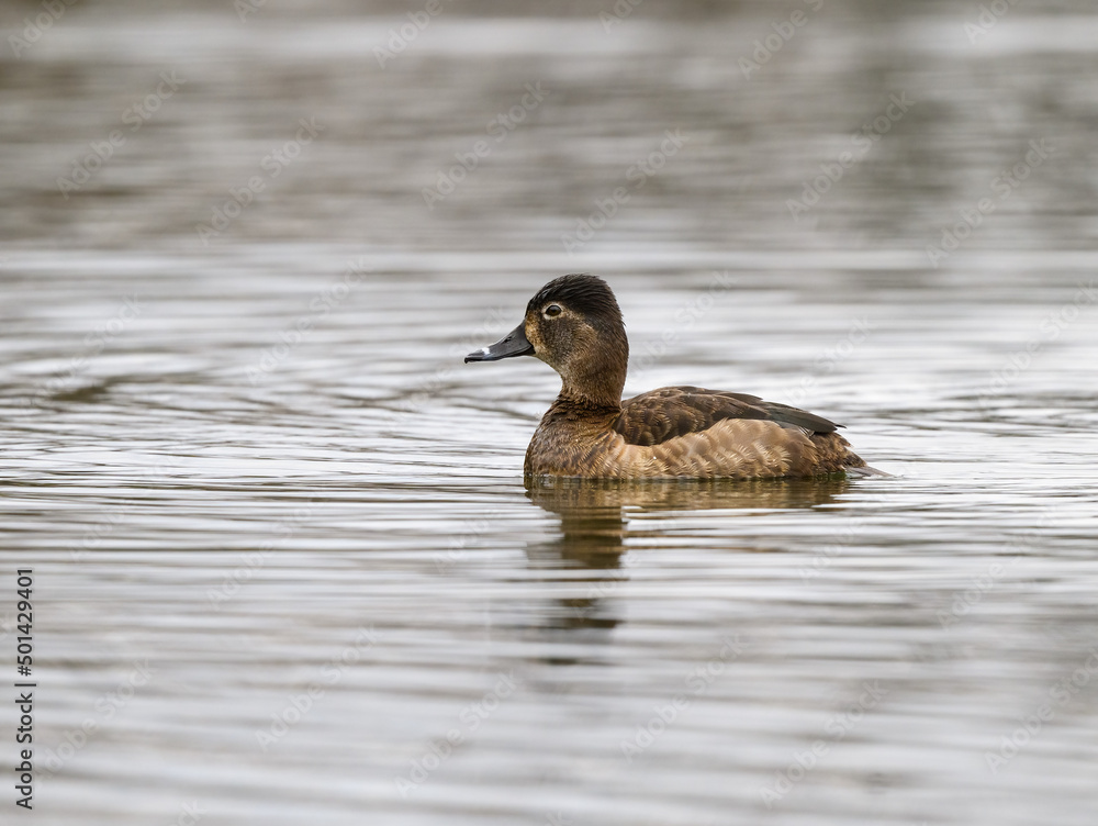 Female Ring-necked Duck swimming on pond in spring Female Ring-necked Duck swimming on pond in spring