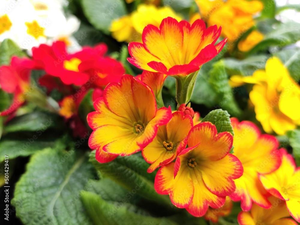Red and yellow primroses in the garden Red and yellow primroses in the garden
