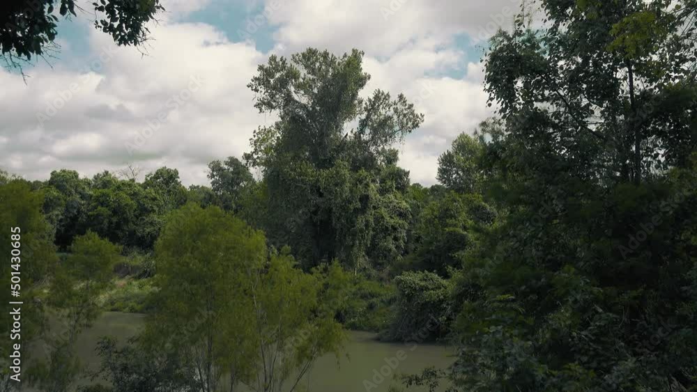 clouds over the forest