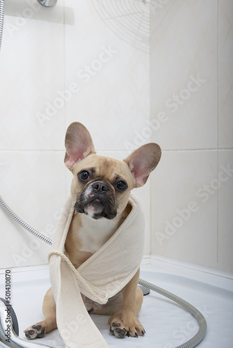 purebred cheerful french bulldog puppy with a funny dark muzzle wrapped in soft toilet paper sits in a bathroom relaxes