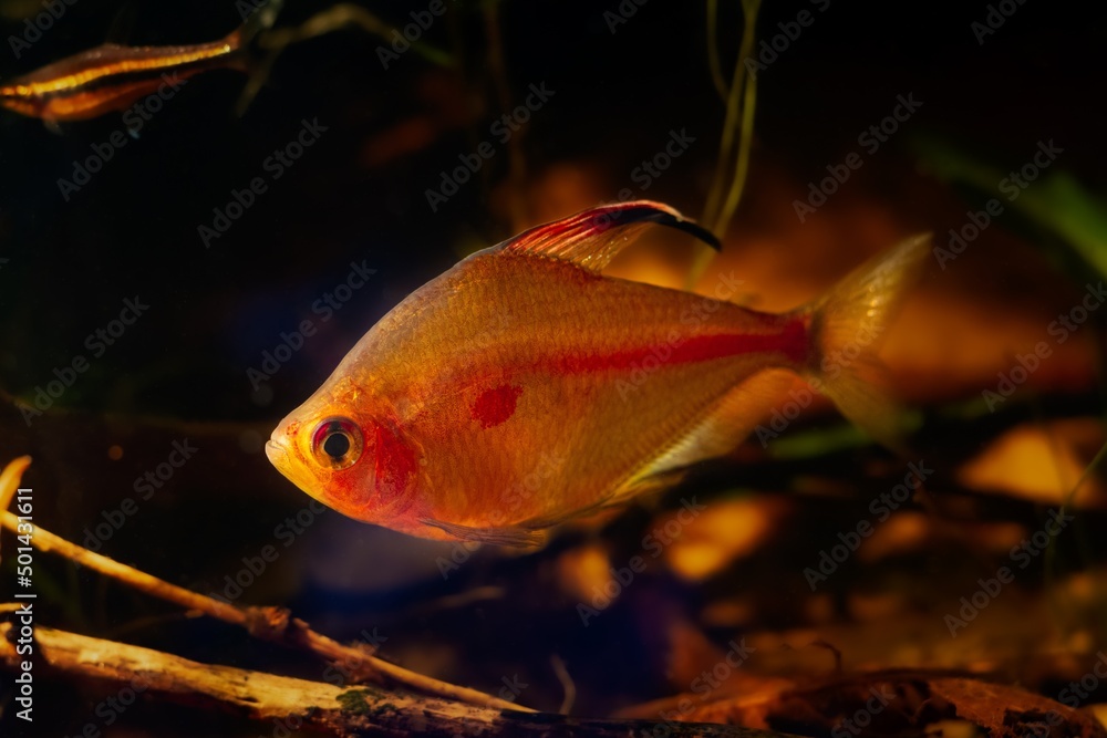 male of bleeding heart tetra, neon glowing red color shine in low backlight, relaxed and aggressive Rio Negro endemic characin fish in blackwater biotope aquarium, tea color acid water, shallow dof male of bleeding heart tetra, neon glowing red color shine in low backlight, relaxed and aggressive Rio Negro endemic characin fish in blackwater biotope aquarium, tea color acid water, shallow dof