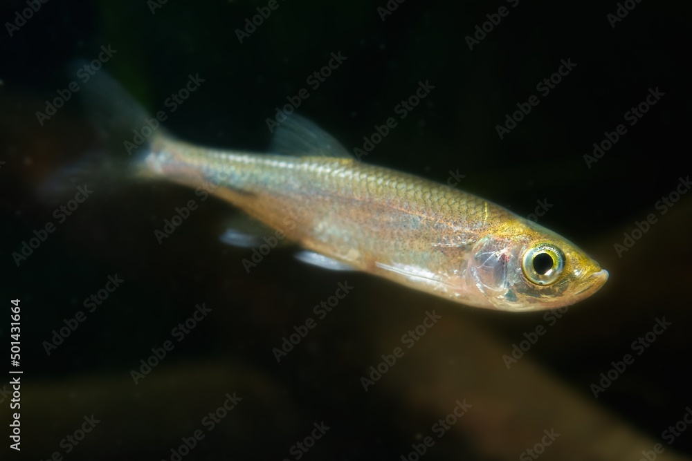 sunbleak swim in biotope aquarium, wild caught freshwater fish, healthy vulnerable species with shining scales and bright colors feel natural in low light blurred background, shallow depth of field sunbleak swim in biotope aquarium, wild caught freshwater fish, healthy vulnerable species with shining scales and bright colors feel natural in low light blurred background, shallow depth of field