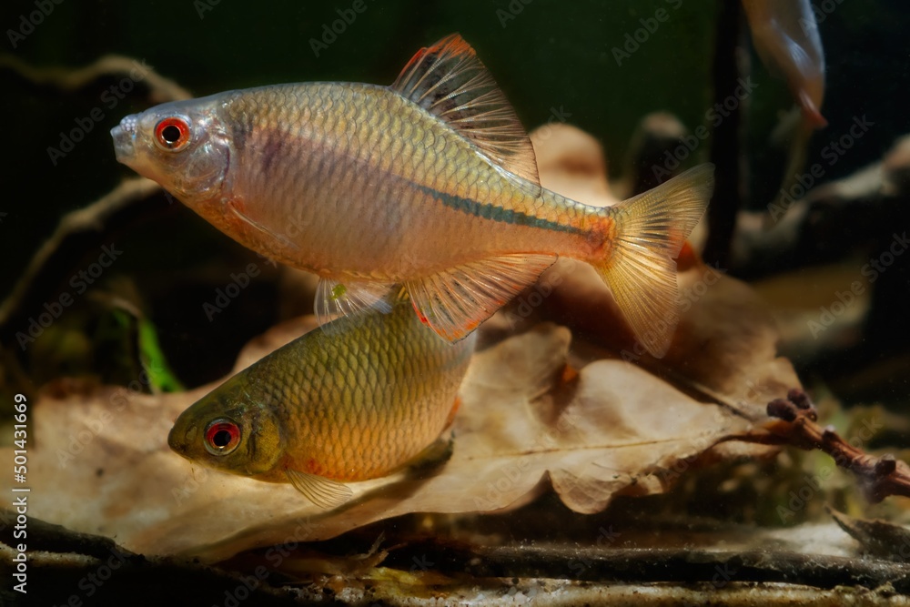 Naklejka premium domesticated bitterling male in bright spawning coloration play at oak leaf litter on sand bottom, wild caught freshwater fish, highly adaptable species, low light blurred background, shallow dof