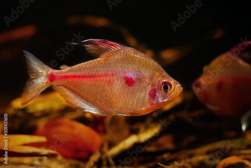 dominant male of bleeding heart tetra, neon glowing colors shine in low light, relaxed and aggressive Rio Negro endemic characin fish in blackwater biotope aquarium, tea color acid water, shallow dof