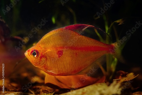 big male of bleeding heart tetra, neon glowing colors, relaxed and aggressive Rio Negro endemic characin fish in blackwater style biotope aquarium, low light with tea color acid water, shallow dof photo