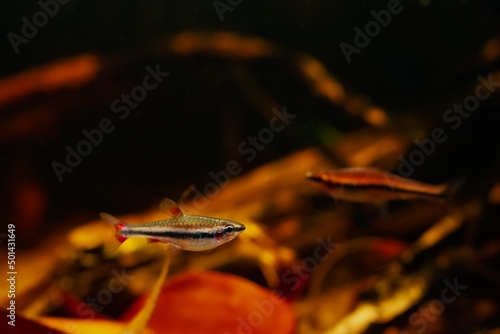 juvenile pencilfish, popular schooling species in biotope aquarium, low light with brown tannin stained acid water, ornamental blackwater fish native to Rio Negro, blurred background, shallow dof photo