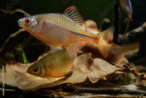 domesticated bitterling male in bright spawning coloration play at oak leaf litter on sand bottom, wild caught freshwater fish, highly adaptable species, low light blurred background, shallow dof