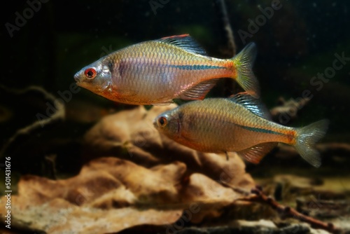 wild bitterling male in bright spawning coloration fight for dominance leaf litter on sand bottom, freshwater domesticated fish, highly adaptable species, low light blurred background, shallow dof
