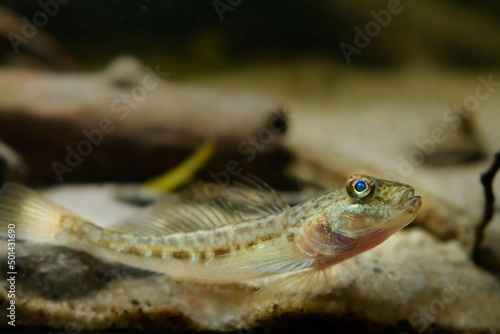 wild caught monkey goby relax on sand bottom, cute tiny freshwater domesticated fish, endemic of Southern Bug river, highly adaptable and dangerous species, low light mood, blurred background