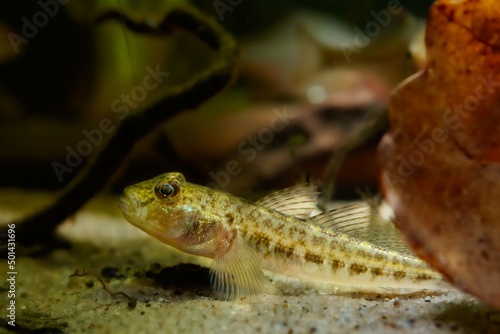 juvenile monkey goby on sand bottom behind oak leaf litter, cute tiny freshwater wild caught in Southern Bug river and domesticated fish, highly adaptable, active and curious species, low light mood