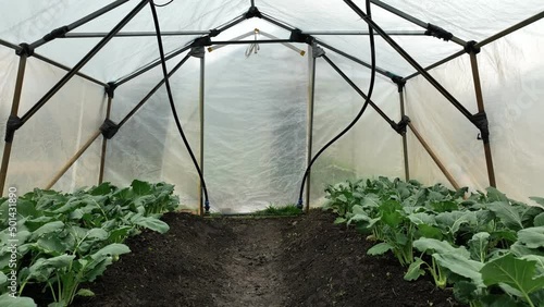 Kohlrabi greenhouse folio field aerial drone farm farming harvest land turnip white garden bio organic Brassica oleracea gongylodes gourd fresh cucumiform fruits vegetables, mud wetting, village photo